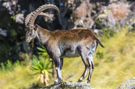 waliya bett|Walia ibex .
